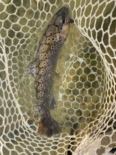 ブラウントラウトの釣果