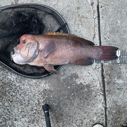 コブダイの釣果