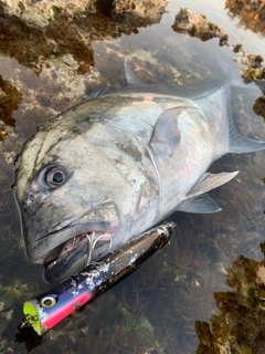 ロウニンアジの釣果