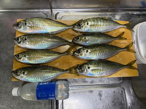 マアジの釣果