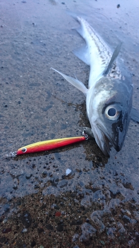 スケトウダラの釣果