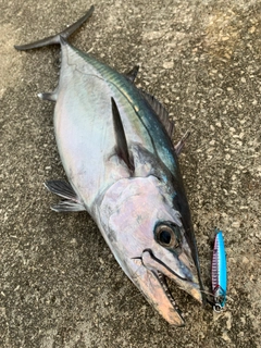 イソマグロの釣果