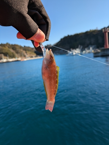 ホシササノハベラの釣果