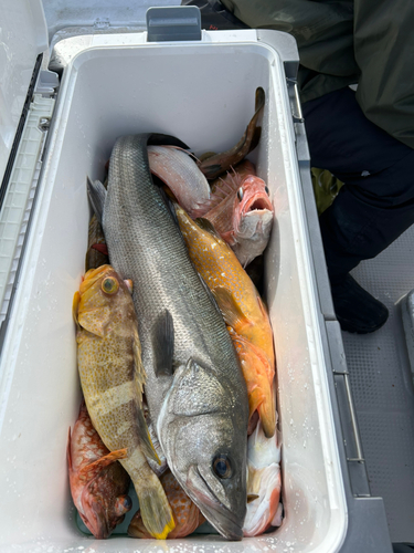 キジハタの釣果