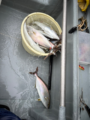 マハタの釣果