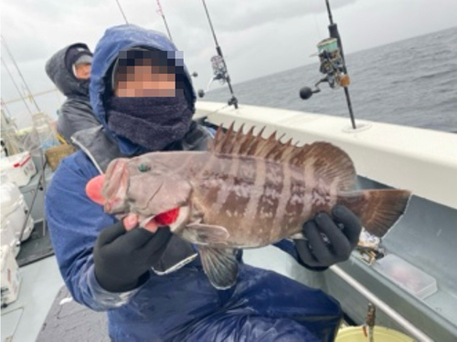 マハタの釣果