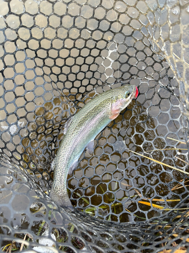 ニジマスの釣果