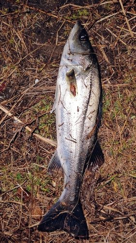 セイゴ（マルスズキ）の釣果