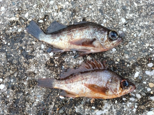 メバルの釣果