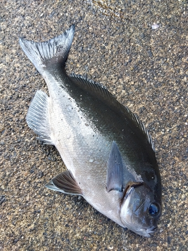 オナガグレの釣果