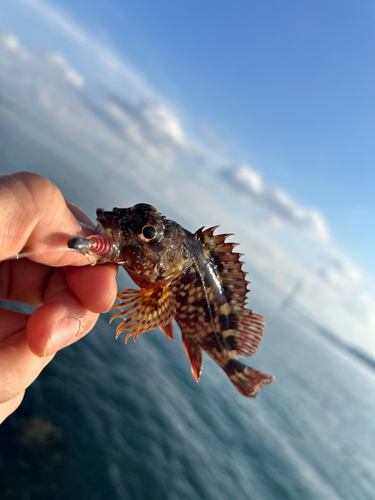 ガシラの釣果