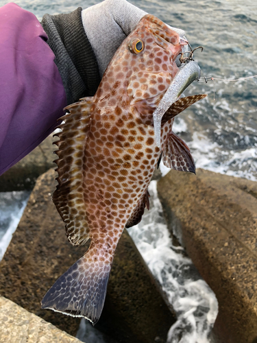 オオモンハタの釣果