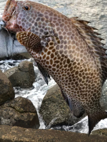 オオモンハタの釣果