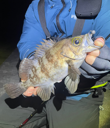 メバルの釣果