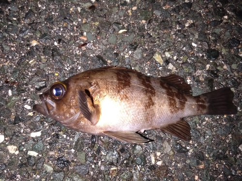 メバルの釣果