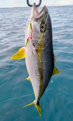 ヒラマサの釣果