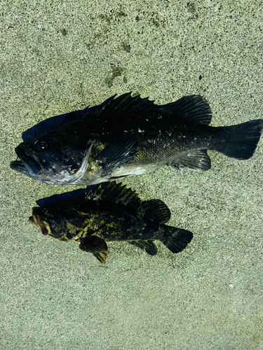 クロソイの釣果