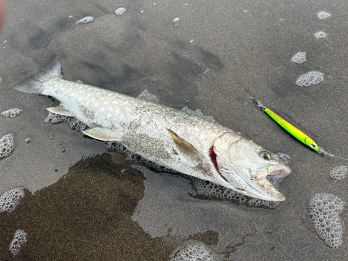 アメマスの釣果