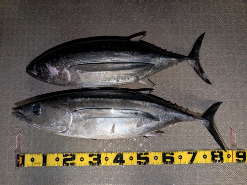 ビンチョウマグロの釣果