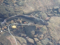 フッコ（マルスズキ）の釣果