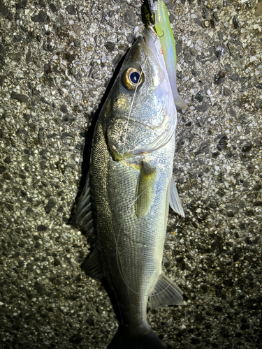 セイゴ（マルスズキ）の釣果