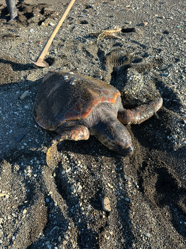 エソの釣果