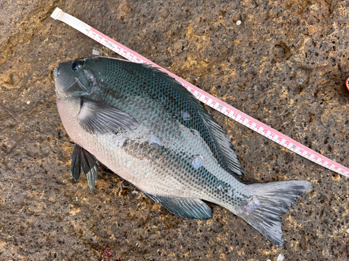 クチブトグレの釣果