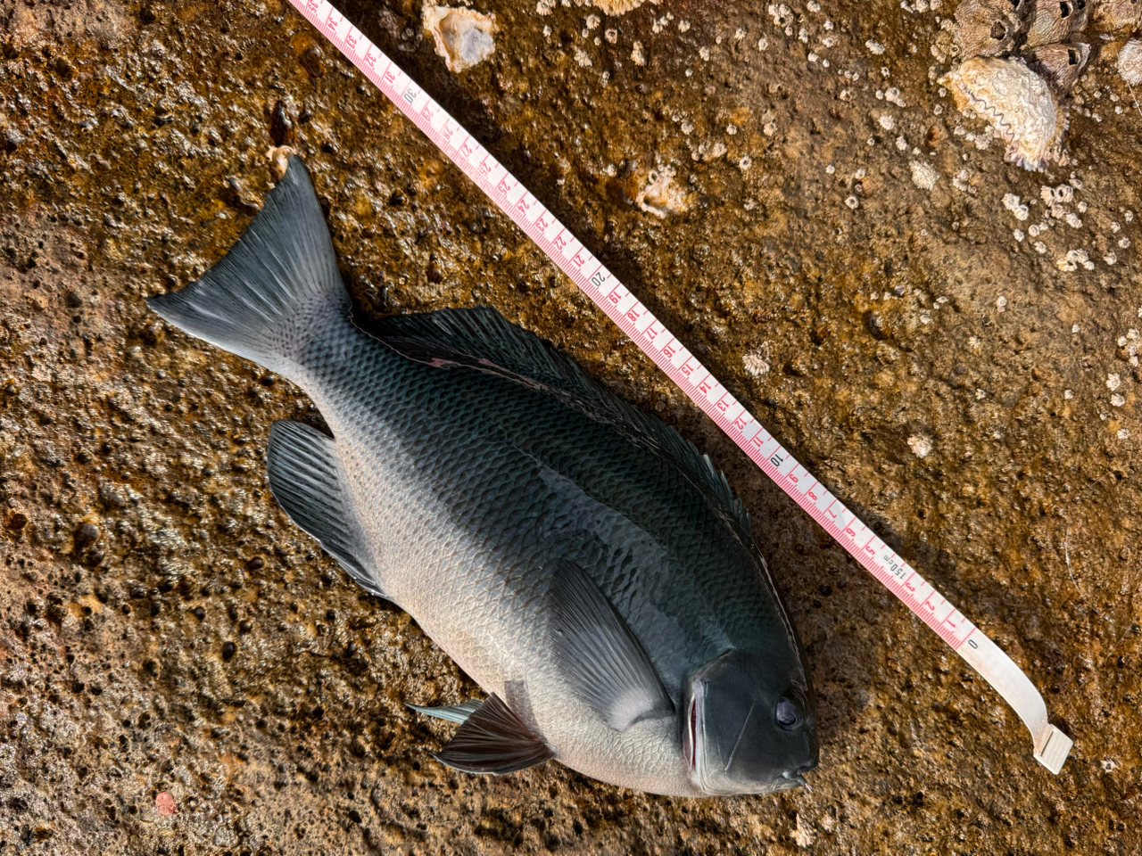 クチブトグレ