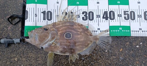 マトウダイの釣果