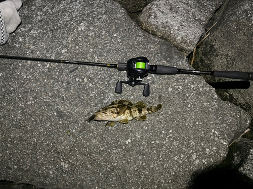 タケノコメバルの釣果