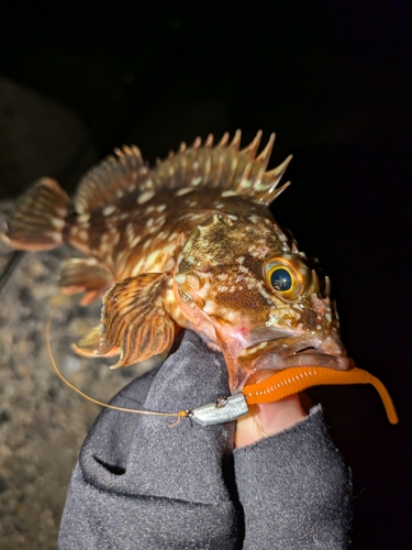 カサゴの釣果