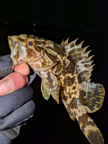 タケノコメバルの釣果