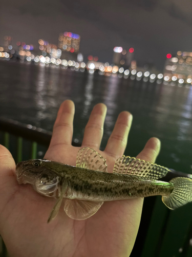 マハゼの釣果