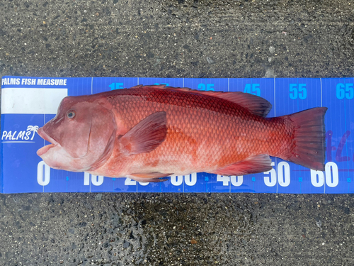 カンダイの釣果