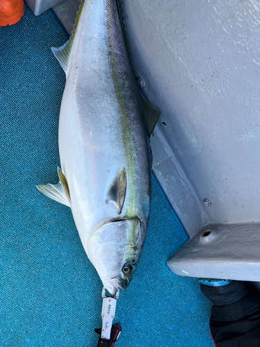 ブリの釣果