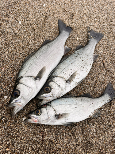 ヒラスズキの釣果