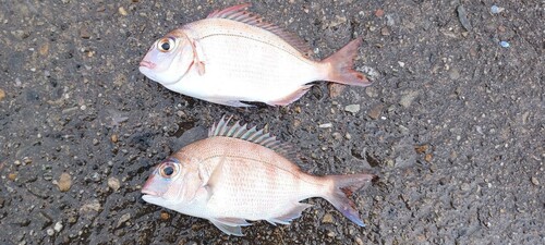 マダイの釣果