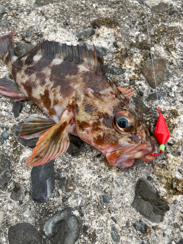 カサゴの釣果