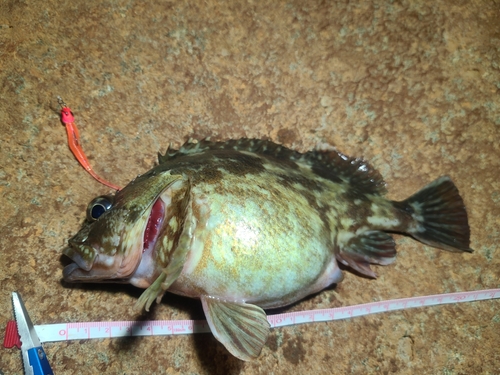 ガシラの釣果