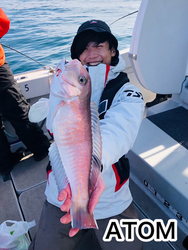 マダイの釣果