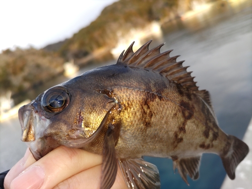 メバルの釣果