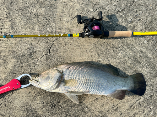 バラマンディの釣果