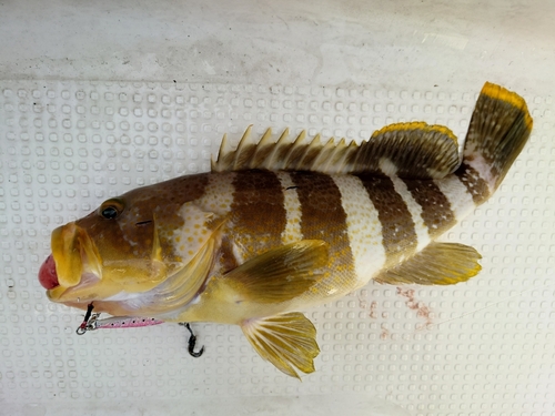 アオハタの釣果