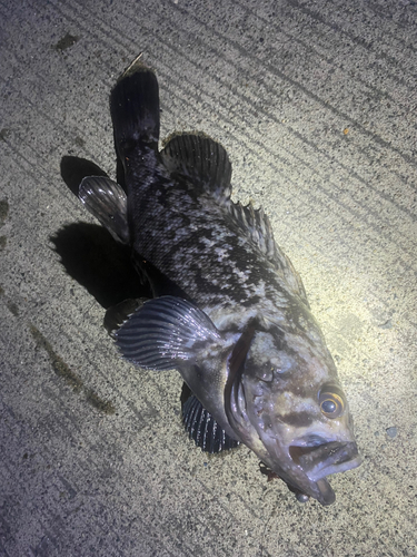 三陸海岸（青森）