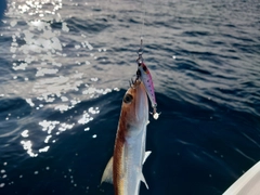 エソの釣果