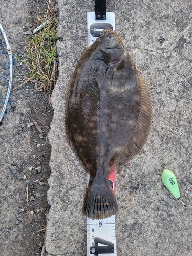 カレイの釣果