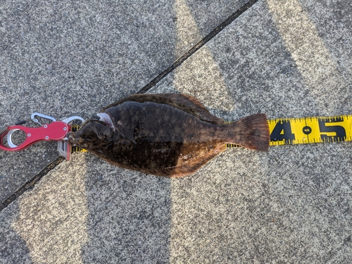 カレイの釣果