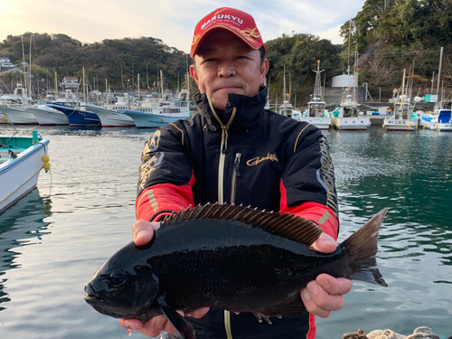 クチブトグレの釣果