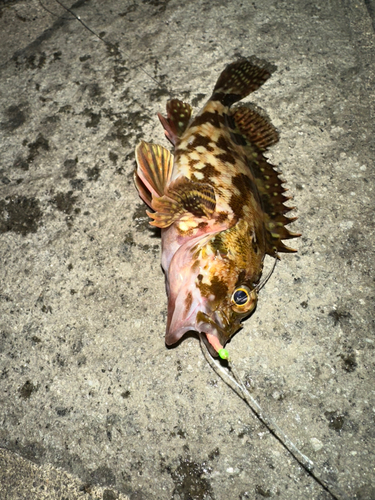 カサゴの釣果