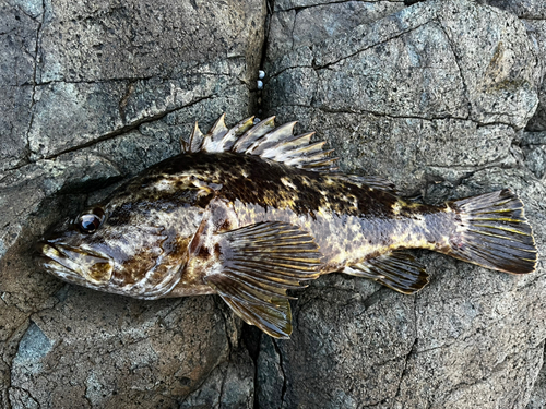 ベッコウゾイの釣果